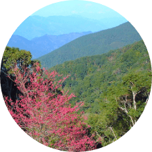 Tengzhi